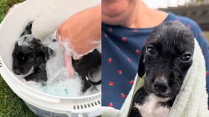 Illustration : Cette chienne trouvée dans une station-service accorde sa confiance à ses sauveteurs et se détend dans son bain (vidéo)