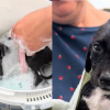 Illustration : Cette chienne trouv&eacute;e dans une station-service accorde sa confiance &agrave; ses sauveteurs et se d&eacute;tend dans son bain (vid&eacute;o)