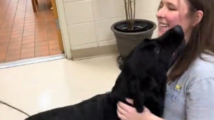 Illustration : Apr&egrave;s l'impossibilit&eacute; de devenir chien d'assistance, ce Labrador re&ccedil;oit une belle consolation en &eacute;tant adopt&eacute; par sa m&egrave;re d'accueil (vid&eacute;o)