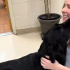 Illustration : Apr&egrave;s l'impossibilit&eacute; de devenir chien d'assistance, ce Labrador re&ccedil;oit une belle consolation en &eacute;tant adopt&eacute; par sa m&egrave;re d'accueil (vid&eacute;o)