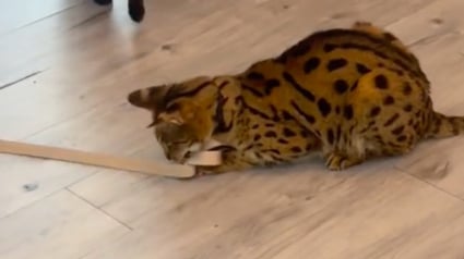 Illustration : Un chat Savannah se prend pour le propri&eacute;taire d&rsquo;un Shiba Inu et le prom&egrave;ne tranquillement en laisse dans la maison (vid&eacute;o)