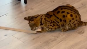 Illustration : Un chat Savannah se prend pour le propriétaire d’un Shiba Inu et le promène tranquillement en laisse dans la maison (vidéo)