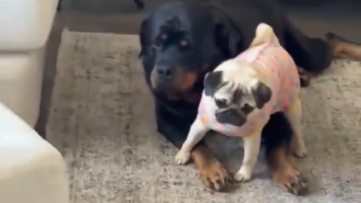 Illustration : "Une toute petite chienne Carlin essaye courageusement de sauver un massif Rottweiler face à un aspirateur (vidéo)"