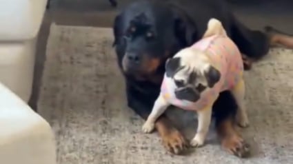 Illustration : Une toute petite chienne Carlin essaye courageusement de sauver un massif Rottweiler face &agrave; un aspirateur (vid&eacute;o)