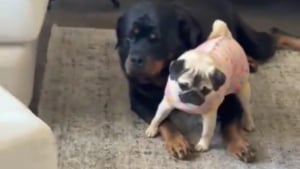 Illustration : "Une toute petite chienne Carlin essaye courageusement de sauver un massif Rottweiler face à un aspirateur (vidéo)"