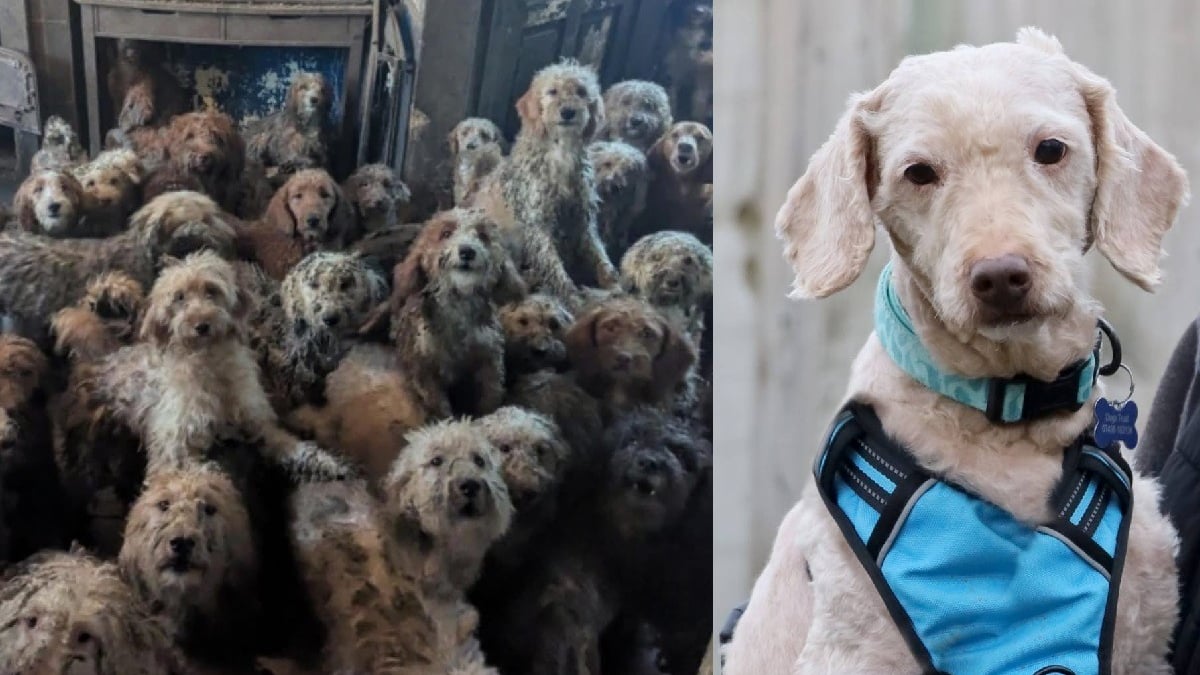 Illustration : "Rescapée d'une maison surpeuplée où s'entassaient plus de 250 animaux, cette chienne savoure sa nouvelle vie après une adoption éclair"