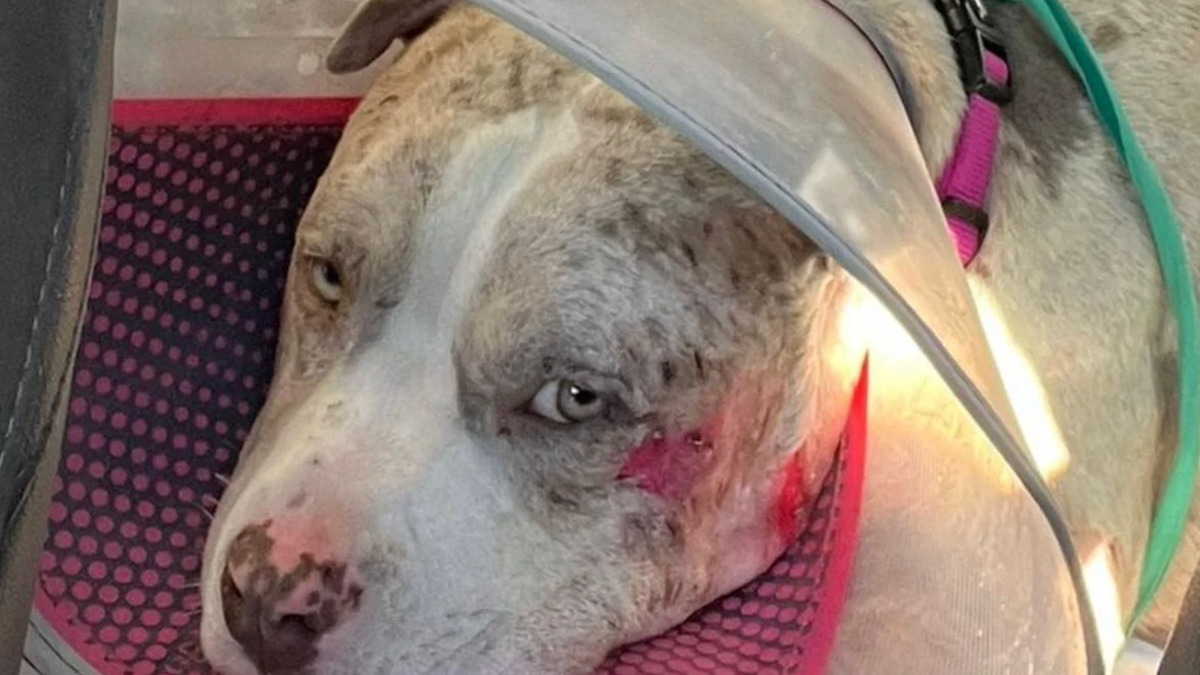 Illustration : "Attaqué par le mâle reproducteur d'un élevage clandestin vendant ses chiens 1000 € sur Leboncoin, ce chiot cherche une famille d'accueil"