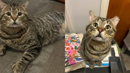 Illustration : Partis sauver une chatte et sa port&eacute;e, les sauveteurs rencontrent un chat affectueux en qu&ecirc;te d&rsquo;un foyer et d&eacute;cident de l&rsquo;aider