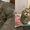 Illustration : Partis sauver une chatte et sa port&eacute;e, les sauveteurs rencontrent un chat affectueux en qu&ecirc;te d&rsquo;un foyer et d&eacute;cident de l&rsquo;aider
