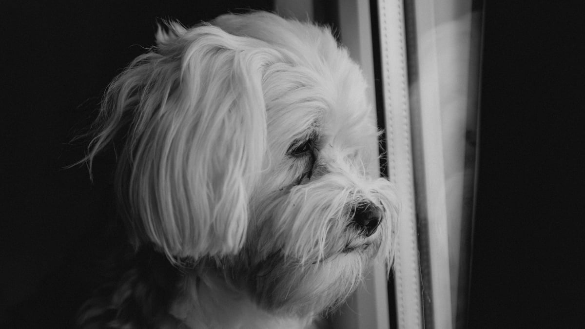 Illustration : "Les chiens pleurent la perte d'un congénère, selon une étude"