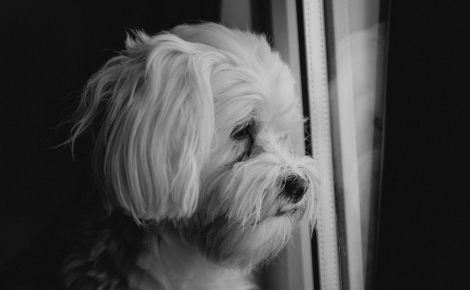 Les chiens pleurent la perte d'un congénère, selon une étude