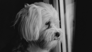 Illustration : "Les chiens pleurent la perte d'un congénère, selon une étude"