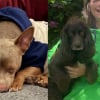Illustration : Apr&egrave;s 5 jours de disparition, ce Terrier est retrouv&eacute; gr&acirc;ce &agrave; une chienne de pistage et aux habitants mobilis&eacute;s pour le ramener chez lui