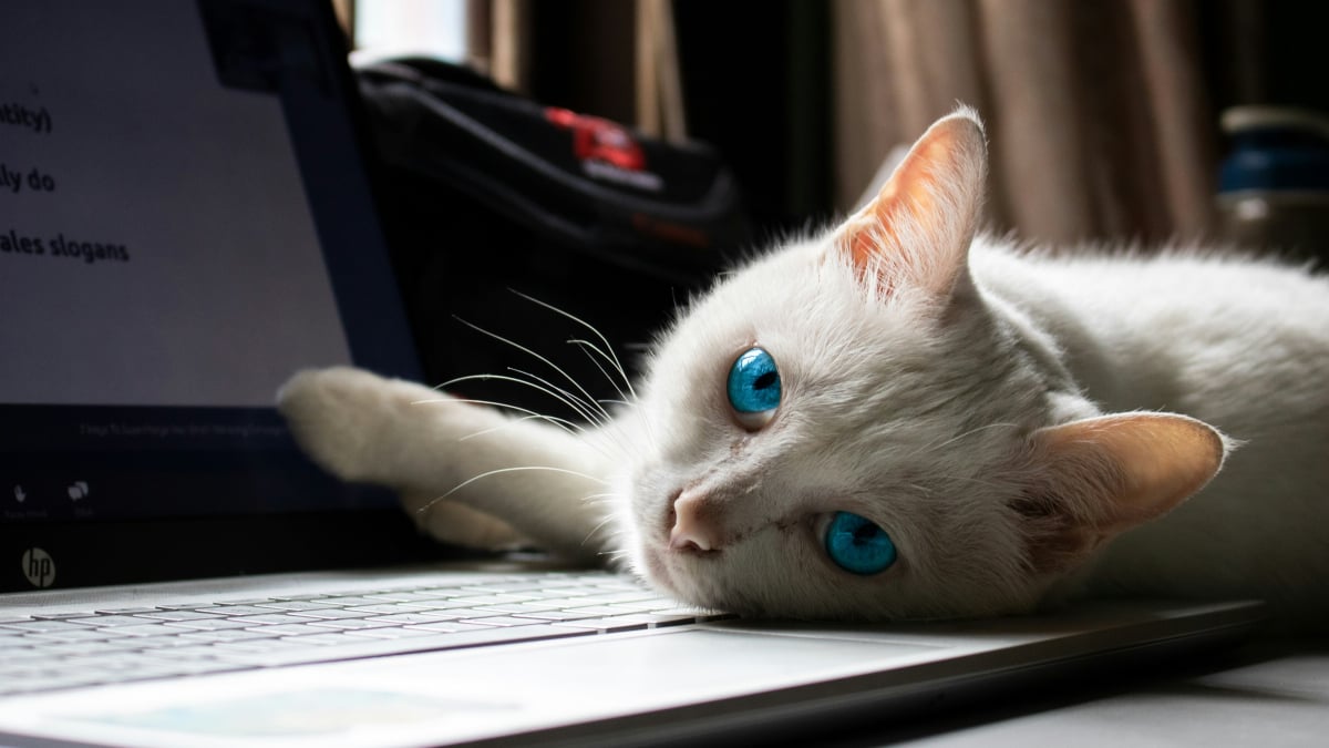 Illustration : "Pourquoi votre chat choisit-il toujours votre clavier d'ordinateur pour dormir ?"