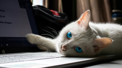 Illustration : Pourquoi votre chat choisit-il toujours votre clavier d'ordinateur pour dormir ?