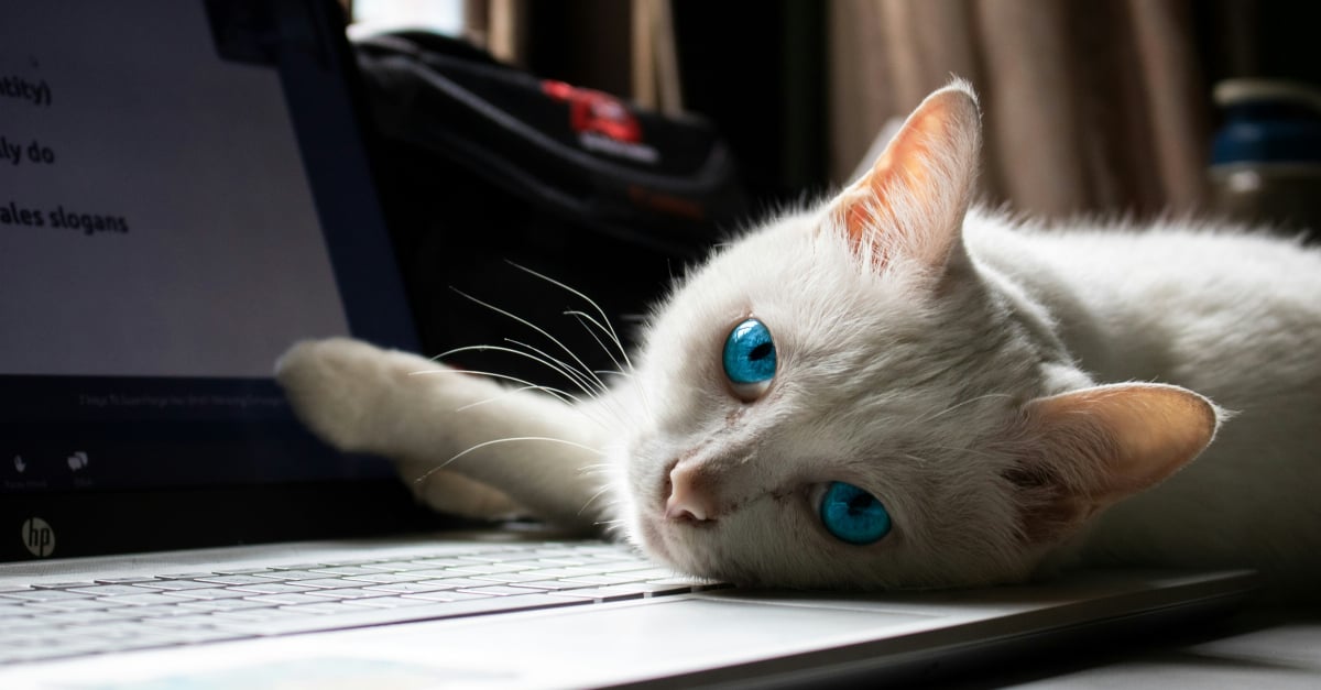 Pourquoi votre chat choisit-il toujours votre clavier d'ordinateur pour ...