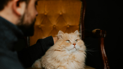 Illustration : Audition s&eacute;lective : une &eacute;tude confirme que votre chat reconna&icirc;t votre voix... mais choisit de l'ignorer