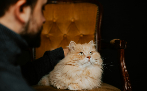 Audition sélective : une étude confirme que votre chat reconnaît votre voix... mais choisit de l'ignorer