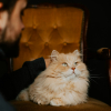 Illustration : Audition s&eacute;lective : une &eacute;tude confirme que votre chat reconna&icirc;t votre voix... mais choisit de l'ignorer