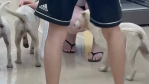 Illustration : Abandonn&eacute;s dans une &eacute;picerie, 3 chiots attirent l'attention d'un inconnu qui choisit de les sauver (vid&eacute;o)