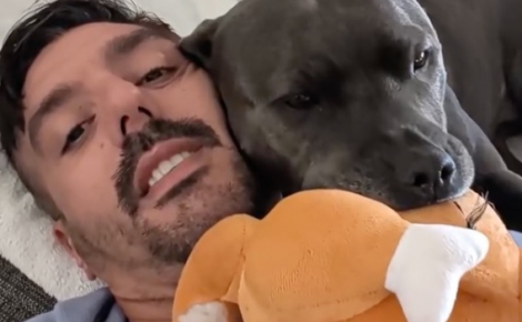 Dès que son propriétaire rentre du travail, ce Staffordshire Bull Terrier lui apporte sa peluche préférée et s'endort contre lui (vidéo)