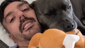 Illustration : Dès que son propriétaire rentre du travail, ce Staffordshire Bull Terrier lui apporte sa peluche préférée et s'endort contre lui (vidéo)