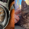 Illustration : Retrouv&eacute;e aux c&ocirc;t&eacute;s de 30 f&eacute;lins, cette chatte malvoyante touch&eacute;e par des probl&egrave;mes pulmonaires et de croissance attend sa future famille