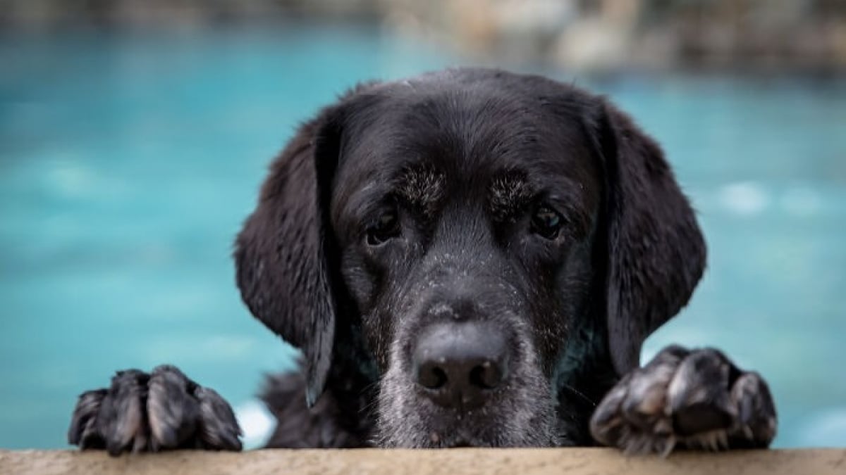 Illustration : "13 photos de chats et chiens qui profitent des joies de la baignade"