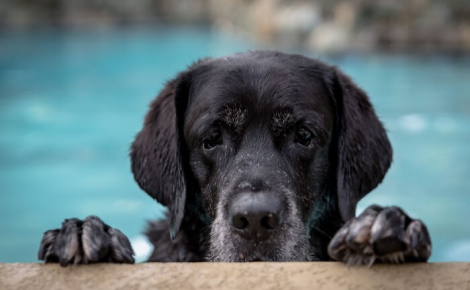 13 photos de chats et chiens qui profitent des joies de la baignade
