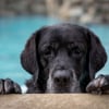 Illustration : 13 photos de chats et chiens qui profitent des joies de la baignade