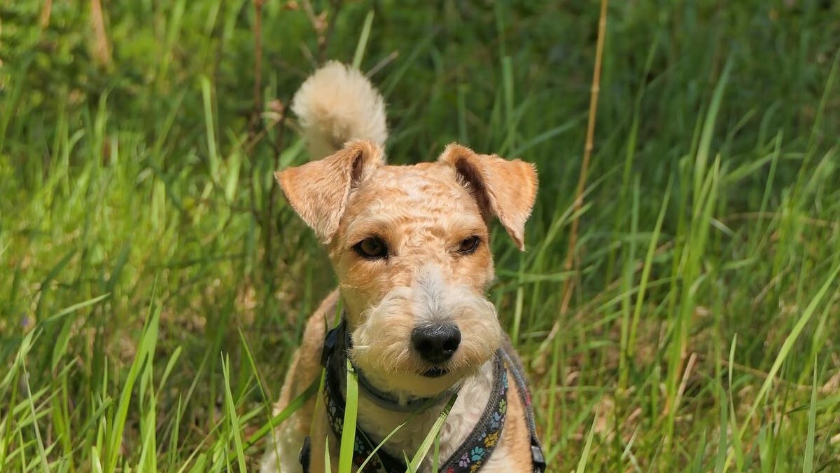 Illustration : "Coincé à 6 mètres dans une buse, un Fox Terrier est libéré grâce aux pompiers et à une mini-excavatrice mobilisée par la mairie"