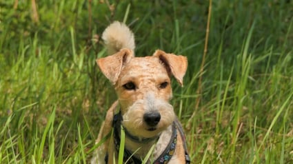 Illustration : Coinc&eacute; &agrave; 6 m&egrave;tres dans une buse, un Fox Terrier est lib&eacute;r&eacute; gr&acirc;ce aux pompiers et &agrave; une mini-excavatrice mobilis&eacute;e par la mairie