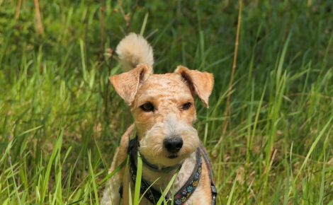 Coincé à 6 mètres dans une buse, un Fox Terrier est libéré grâce aux pompiers et à une mini-excavatrice mobilisée par la mairie