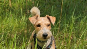 Illustration : Coinc&eacute; &agrave; 6 m&egrave;tres dans une buse, un Fox Terrier est lib&eacute;r&eacute; gr&acirc;ce aux pompiers et &agrave; une mini-excavatrice mobilis&eacute;e par la mairie