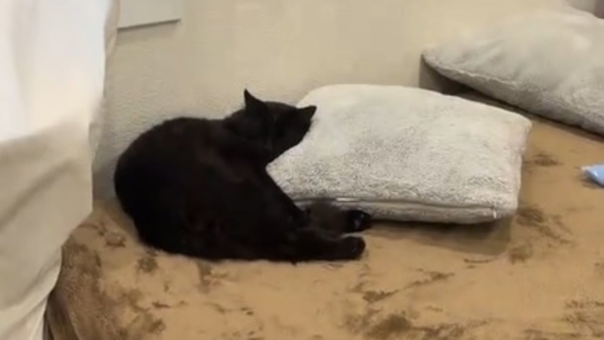 Illustration : "Une femme oublie de refermer la porte, le chat errant qu'elle nourrit en profite pour s'installer dans son lit (vidéo)"