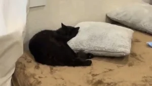 Illustration : Une femme oublie de refermer la porte, le chat errant qu'elle nourrit en profite pour s'installer dans son lit (vidéo)