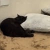 Illustration : Une femme oublie de refermer la porte, le chat errant qu'elle nourrit en profite pour s'installer dans son lit (vid&eacute;o)