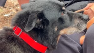 Illustration : Une chienne &acirc;g&eacute;e survit &agrave; une tornade qui d&eacute;truit sa maison et retrouve sa ma&icirc;tresse apr&egrave;s 2 jours coinc&eacute;e sous les d&eacute;combres