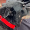 Illustration : Une chienne &acirc;g&eacute;e survit &agrave; une tornade qui d&eacute;truit sa maison et retrouve sa ma&icirc;tresse apr&egrave;s 2 jours coinc&eacute;e sous les d&eacute;combres