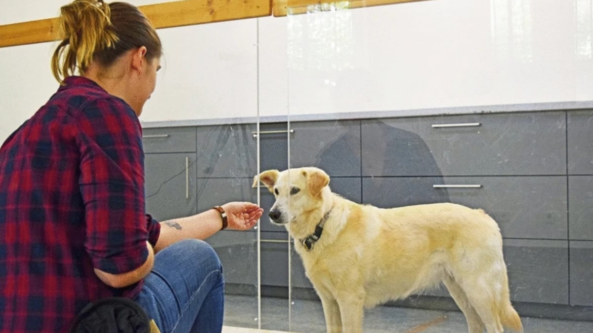 Illustration : "Selon une étude scientifique, les chiens savent faire la différence entre une maladresse et une intention négative"