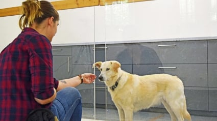 Illustration : Selon une &eacute;tude scientifique, les chiens savent faire la diff&eacute;rence entre une maladresse et une intention n&eacute;gative