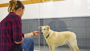 Illustration : "Selon une étude scientifique, les chiens savent faire la différence entre une maladresse et une intention négative"
