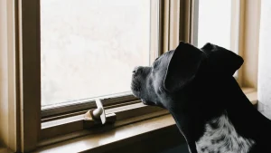 Illustration : "Les chiens peuvent-ils sentir l'arrivée d'un orage bien avant nous ?"