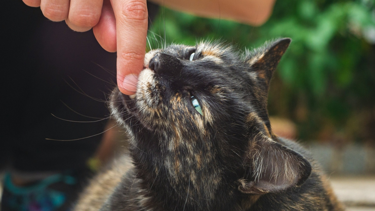 Illustration : "Décryptage, pourquoi votre chat vous mordille-t-il doucement la main ?"