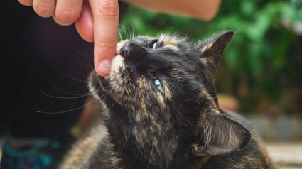 Illustration : D&eacute;cryptage, pourquoi votre chat vous mordille-t-il doucement la main ?