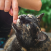 Illustration : D&eacute;cryptage, pourquoi votre chat vous mordille-t-il doucement la main ?
