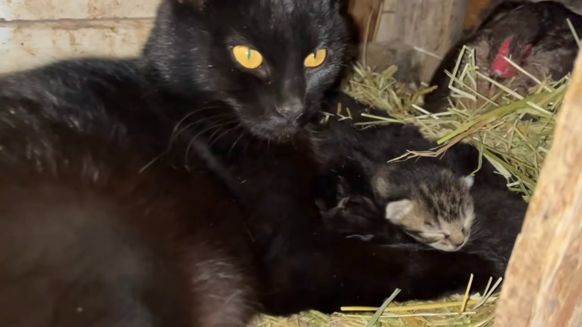 Illustration : "Des chatons nés dans un poulailler sont couvés par une poule qui les considère comme ses oeufs (vidéo)"