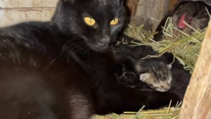 Illustration : Des chatons nés dans un poulailler sont couvés par une poule qui les considère comme ses oeufs (vidéo)