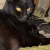 Illustration : Des chatons n&eacute;s dans un poulailler sont couv&eacute;s par une poule qui les consid&egrave;re comme ses oeufs (vid&eacute;o)