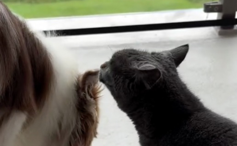 « Aidez-moi », cette chatte abandonnée avec une note et frigorifiée survit grâce à l'attention constante d'un Border Collie